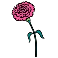 Carnation