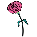 Carnation