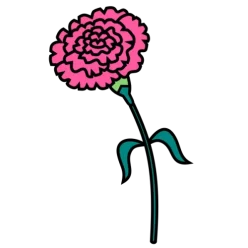 Carnation