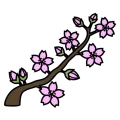 Sakura kaika