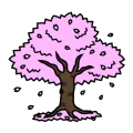 Sakura tree