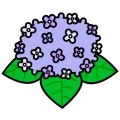Flower ajisai