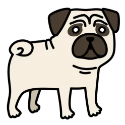 Dog pug