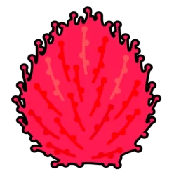 Kokia