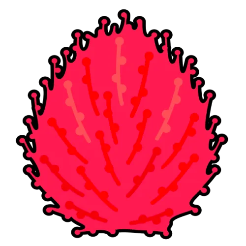 Kokia