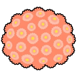 Chrysanthemum