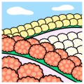 Chrysanthemum2