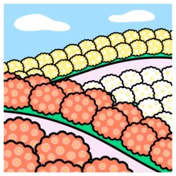 Chrysanthemum2