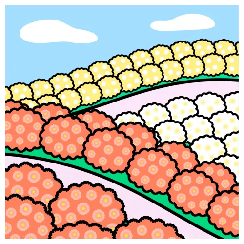 Chrysanthemum2