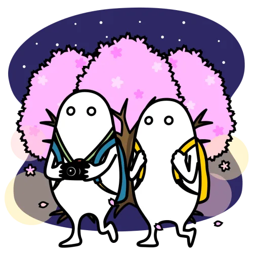 夜桜を見る2人のかわいいイラスト素材 two people viewing night cherry blossoms illustration