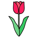 Tulip