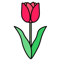 Tulip