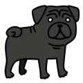 Dog pug2